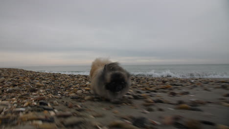 Epic-pekingese-running-on-a-pebble-beach-in-south-of-France.-Gimbal-smooth-shot